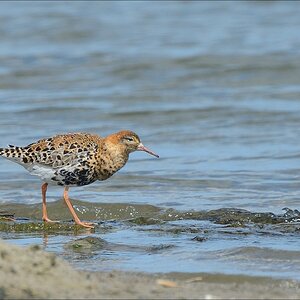 aacomp nordfriesland 20140503 1281