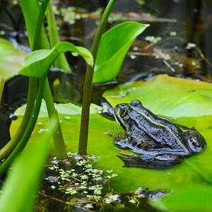 Wasserfrosch
