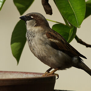 Sperling

Sigma AF APO 5,6/800mm D EX HSM + Kenko Teleplus pro 300 DGX 1,4x, D7000; 
ISO 400, 1/1000", -0,7 EV, Stativ; Effektive Blende: 8

Bildbearb