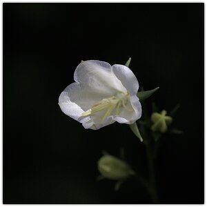 MNE 1439, 140525
D700 AF 80-200/4,5-5,6 D + Marumi Achromat +3