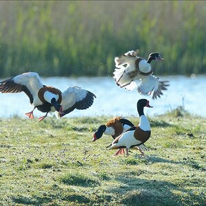 aacomp nordfriesland 20140503 0311