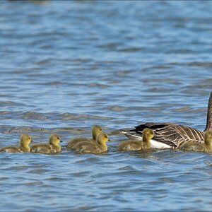 aacomp nordfriesland 20140503 0561