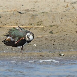 aacomp nordfriesland 20140503 1296
