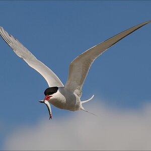 aacomp nordfriesland 20140503 2349