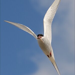 aacomp nordfriesland 20140503 2491