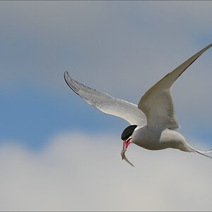 aacomp nordfriesland 20140503 1939