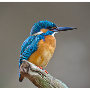Eisvogel
