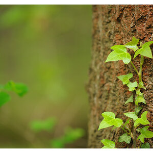 im Wald