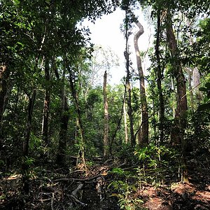 s238 Urwald 4428
