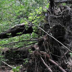 s211 Baum 4353