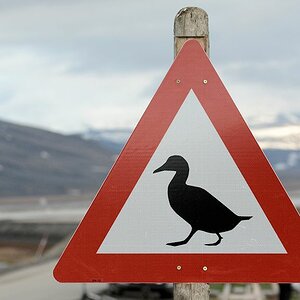 Warnschild vor Enten
an der Eiderentenkolonie in Longyearbyen
0811