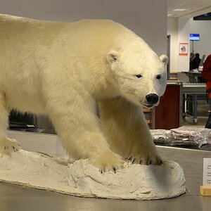 Eisbär im Flughafen
5337