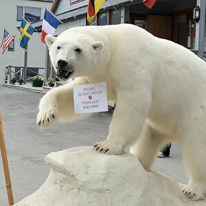 Eisbär in der Fußgängerzone
6535