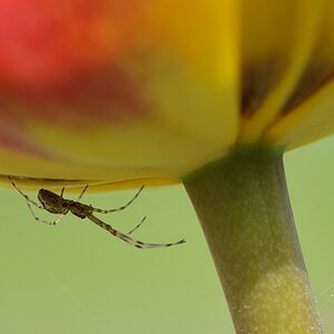 Spinne 1 2014
