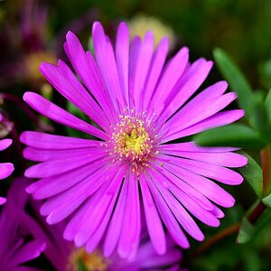 Blüten pink