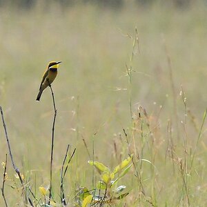 Blaubrustspint (Blue-breasted bee-eater)
6848