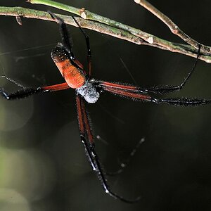 s238 Spinne 4446
