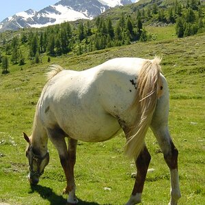 Pferd