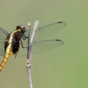 s230 Libelle 6958