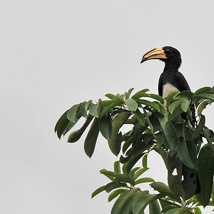 s621 Elstertoko (African Pied Hornbill)
 9725