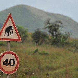 s858 Warnschild vor 40 Elefanten 6205