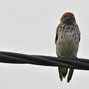 s619 Maidschwalbe (Lesser Striped Swallow) 9650