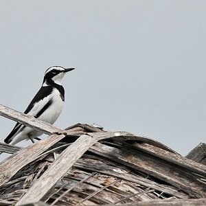 s650 AfricanPiedWagtail 9777