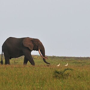s282 Elefanten 7848