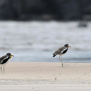 s650 WhiteHeadedLapwing 9799