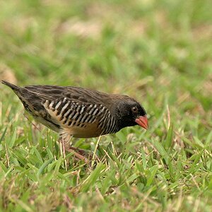 s650 Schwarzkinn Wachtelastrild (Black-Chinned Quailfinch) 9997  1