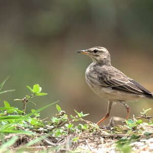 s650 Selzenweber (Long Legged Pipit) 9857  1