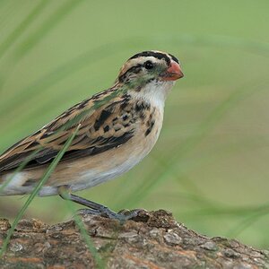s650 Dominikanerwitwe (Pin-Tailed Whydah) 0038  1