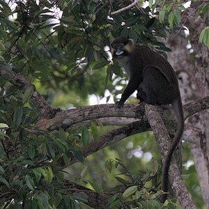 s671 Blaumaulmeerkatze (MoustachedGuenon) 0233  1
