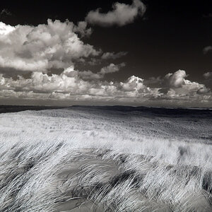 Texel Gras