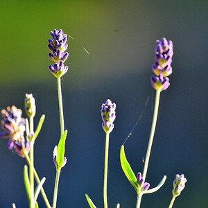 Lavendel I