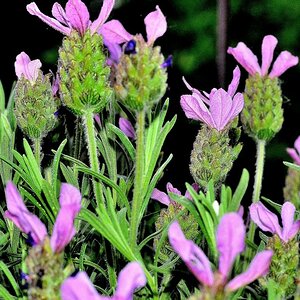 Lavendel II