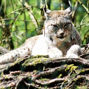 Luchs in Ruhephase
Tierpark Rosegg, Österreich