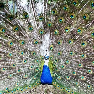 Pfau mit Pigmentstörung bei der Balz. Vogelpark, Turnersee, Österreich