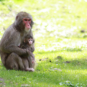 Japanmakake mit Baby
Affenberg, Kärnten