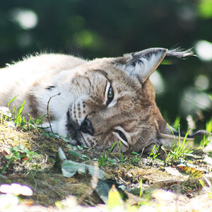 Luchs im Tierpark Rosegg, Kärnten