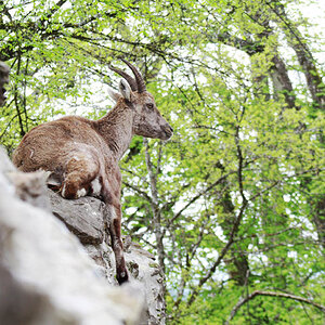 Junger Steinbock in Ruhe.
Tierpark Rosegg, Österreich