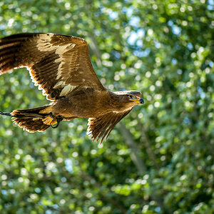 LaGa Zülpich 4, Adler