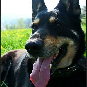 Kira Inu von Werra