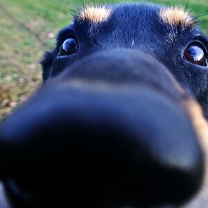 Guckuck!