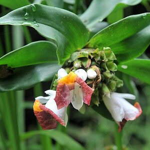 s725 Blume 5922
