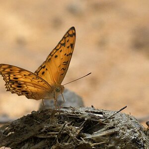 s736 Schmetterling 0392  1