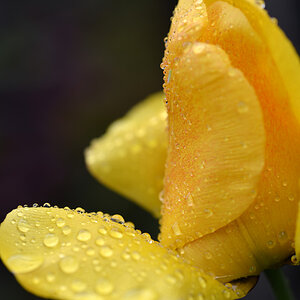 Tulpe nach Regen