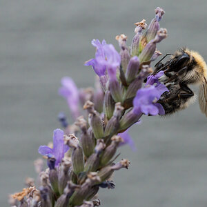 Lavendel   KO2 3884 V2