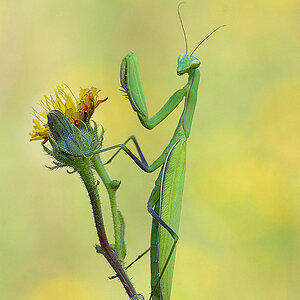 Gottesanbeterin (Mantis religiosa)