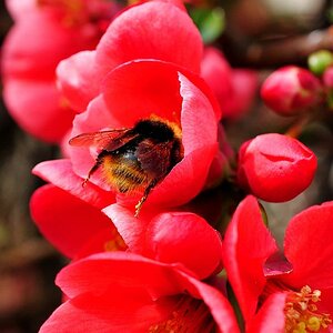 Hummel